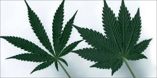 Sativa marijuana strains, they generally think that indica strains are physically sedating, perfect for relaxing with a movie or as a nightcap before. Is It Time To Abandon Indica Vs Sativa Mythbusting