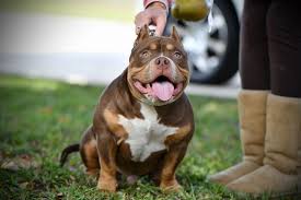Our xxl pitbull puppies sizes range between 100lbs to 170lbs. Tri Color Pocket American Bully Breeders Venomline Venomline Top Pocket American Bully Breede American Bully American Bully Puppies American Bully Kennels