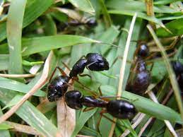 Formigas vivas fazenda de formigas sempre em estoque a um preço de 19 brl. Datei Formigas Jpg Wikipedia