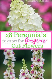 Keep in mind that mowing and cutting perennials back hard can also provide you with a tool to manage bloom succession. 28 Best Perennials For A Cutting Flower Garden Finding Sea Turtles