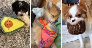 Jafza 10, office # 10g20 jebel ali fz, dubai unite arab emirates tel: 17 Of The Best Toys For Small Dogs On Amazon