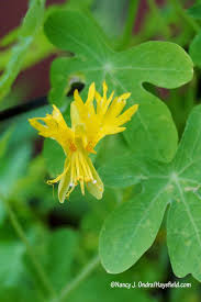 Image result for Cynanchum praecox