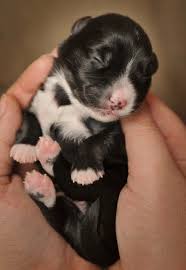 Maybe you would like to learn more about one of these? Newborn Chihuahua Jack Russell Puppies Pets Lovers