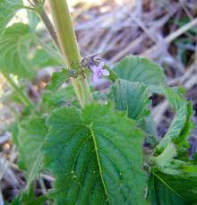 Image result for Mesosphaerum