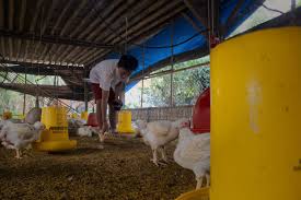 Download stock images from i made aditya dharma putra (dharmama) today. Janu And The Stollen Eggs Filmfreeway