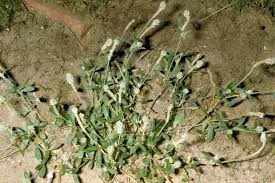 Image result for Gomphrena celosioides