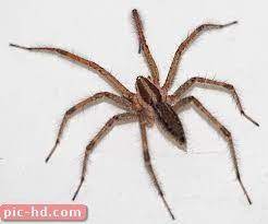 صور العناكب انواع العناكب ومعلومات عنها spider wolf spider arachnids