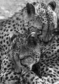 Black And White Cheetah Photography Love Me Like You Do A Black And White Tight Photograph Of Two Cheetah Brothers Scary Animals Cat Photo Funny Photography