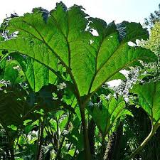 Image result for Gunnera