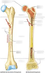 Anatomy of a long bone anna s anatomy websit. Structure Of Long Bones Diagram Quizlet