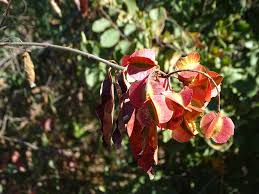 Image result for Combretum psidioides