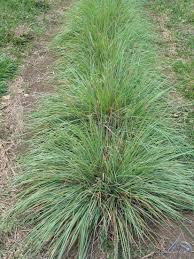Image result for Digitaria acuminatissima