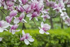 Di seguito la risposta corretta a ha fiori a grappolo profumatissimi cruciverba, se hai bisogno di ulteriore aiuto per completare il tuo cruciverba continua la navigazione e prova la nostra funzione di. 10 Piante Che Fioriscono In Primavera Greenme