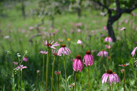 Check spelling or type a new query. Where To Gather Missouri Wildflowers This Autumn Home Laduenews Com