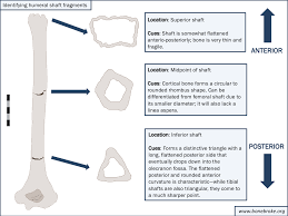 Red bone marrow fills the spaces between the spongy bone in some long bones. Feeling Shafted Tips For Identifying Humeral Shaft Fragments Bone Broke