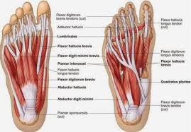 Fabian explaining the ligaments and tendons of the foot. Developing Strength Stability In The Foot Ankle And Lower Leg Mountain Peak Fitness