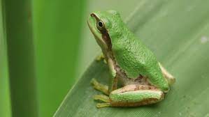 Japanese Tree Frog Hyla Japonica Stock Footage Video 100 Royalty Free 17982691 Shutterstock