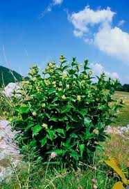 Image result for Vincetoxicum