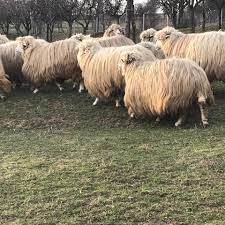 Crescatorii de animale din maramures au iesit deja in targuri cu oferta de craciun. Oi De Vanzare Mioare Si Oi Turcane Mesteacan Maramures Facebook