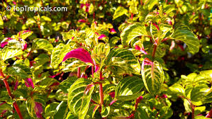 Image result for Iresine lindenii