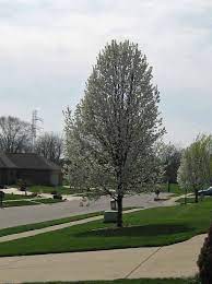 5 289 просмотров 5,2 тыс. Enjoy Flowering Pear Trees From Afar Carol J Michel