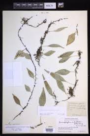 Image result for Lepisorus schraderi