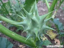 Image result for Datura ferox