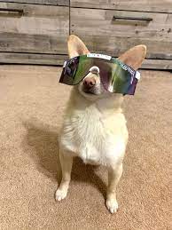 Pit Viper Sunglasses The Jetski Pit Viper Pit Viper Sunglasses Animals