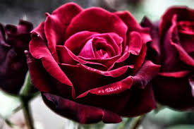 Check spelling or type a new query. 16 Rose Color Meanings Explained Roses For Every Occasion