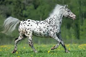 Great gift tee for horse lovers, especially those who love the gypsy vanner draft horse, also known as the gypsy cob. 10 Spotted Horse Breeds With Pictures Horsey Hooves