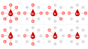 The blood is allowed to congeal and simply cut into rectangular pieces and cooked. Blood Types And Coronavirus Are Certain Types More Vulnerable To Covid 19 Cnn