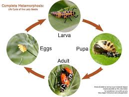 Education Plan 5b Insects.docx