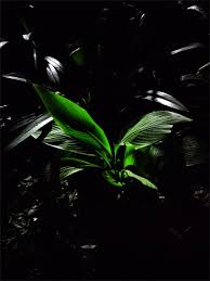 See more ideas about aesthetic desktop wallpaper, laptop wallpaper, wallpaper pc. 1000 Green Aesthetic Background Free Download Vector Png