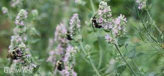 Maybe you would like to learn more about one of these? The Benefits Of Growing Catnip Catmint