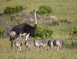 Birds Of A Feather Odyssey Quest Ostrich Mother With Babies