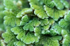 Image result for Salviniaceae