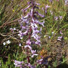 Image result for Cyphia