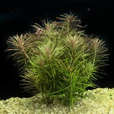 Image result for Pogostemon aquaticus