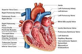 Anatomy Of Heart Interior Frontal By Stocktrek Images Anatomy And Physiology Heart Anatomy Cardiac Anatomy