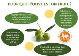 L Olive Fruit Ou Legume Dossier Redige Par Camille Msc In Life Science