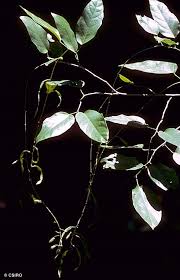 Image result for Indigofera ormocarpoides