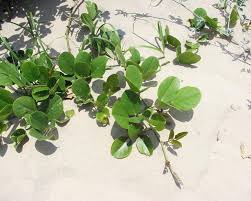 Image result for Eriosema cordatum