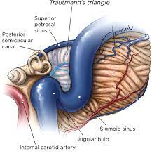 Attendees of fairfield county pride's 2019 pride in the park event in norwalk, conn. Trautmann S Triangle Anatomy With Application To Posterior Transpetrosal And Other Related Skull Base Procedures Shane Tubbs 2014 Clinical Anatomy Wiley Online Library
