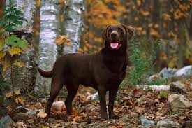 why chocolate labs may have shorter lifespans than other