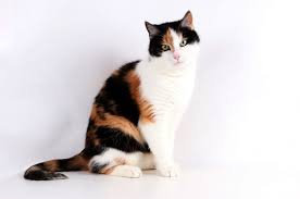 Jika iya, kamu harus apa arti di balik mimpi tersebut karena mimpi kucing banyak sekali artinya dari yang bersifat positif maupun negatif. Kucing Belang Tiga Pasti Betina Penjelasannya Bukan Karena Jantan Dimakan Induknya Hai