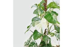 Monstera Tanaman Hias Yang Fenomenal