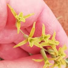 Image result for Dipcadi viride