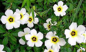 Image result for Turneraceae