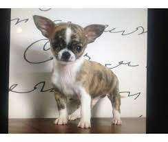 Choose from many varieties including fancy, miniature chihuahuas. Teacup Chihuahua Puppies 2 5 To 3 5 Lbs Full Grown Perfect Apple Heads Is A Chihuahua Puppy In Sout Teacup Chihuahua Puppies Chihuahua Puppies Teacup Chihuahua
