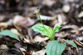 Image result for Liparis nervosa